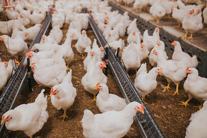 A selective focus shot of indoors chicken farm, chicken feeding